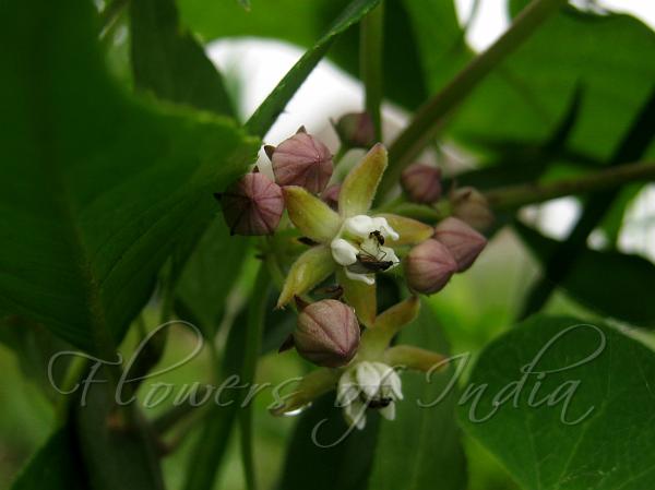 Heart-Leaf Swallow-Wort